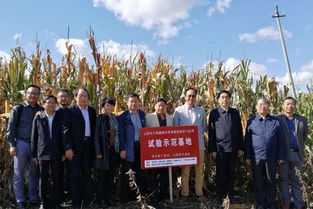專治鹽堿地 價(jià)低效果好 這款土壤改良劑要火