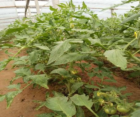 大棚土壤改良河南省內黃縣蔬菜大棚種植西紅柿應用禾康土壤調理劑